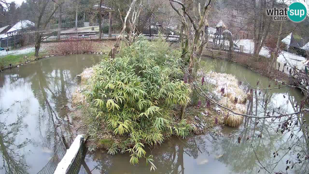 Gibon – Nomascus gabriellae – Zoo Ljubljana web kamera