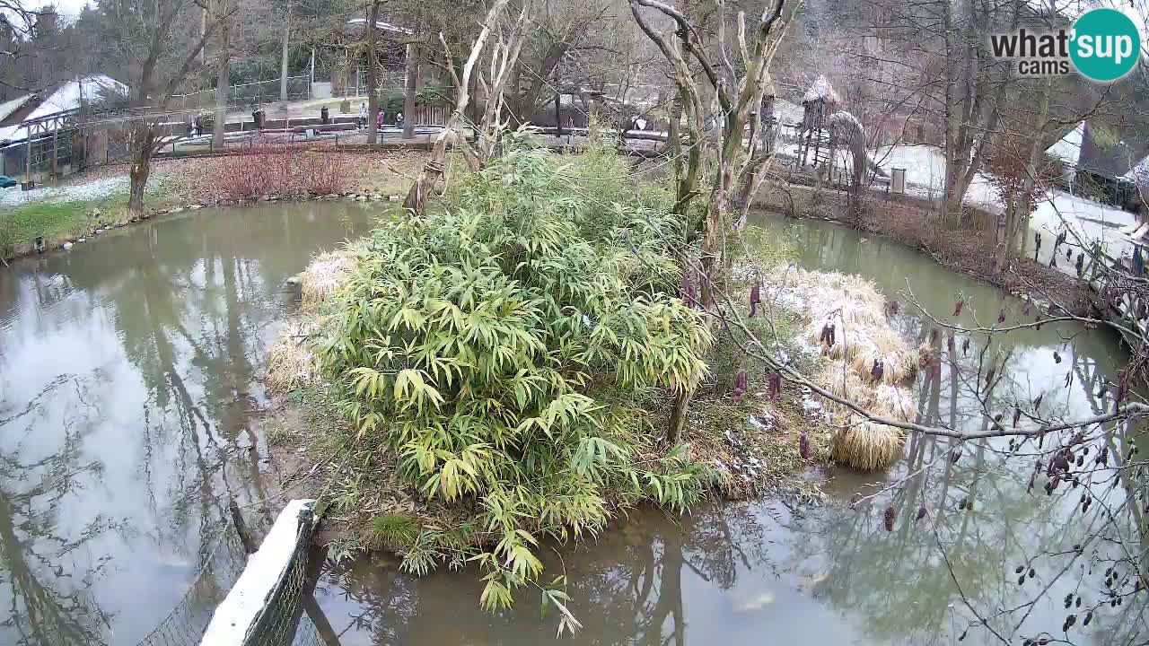 Gibbone dalle guance rosa nello ZOO di Ljubljana