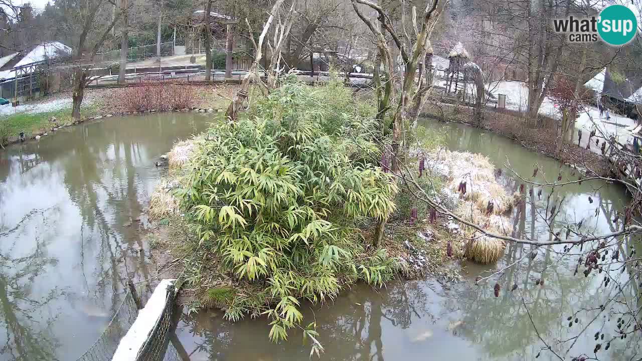 Südlicher Gelbwangen-Schopfgibbon Zoo Ljubljana webcam