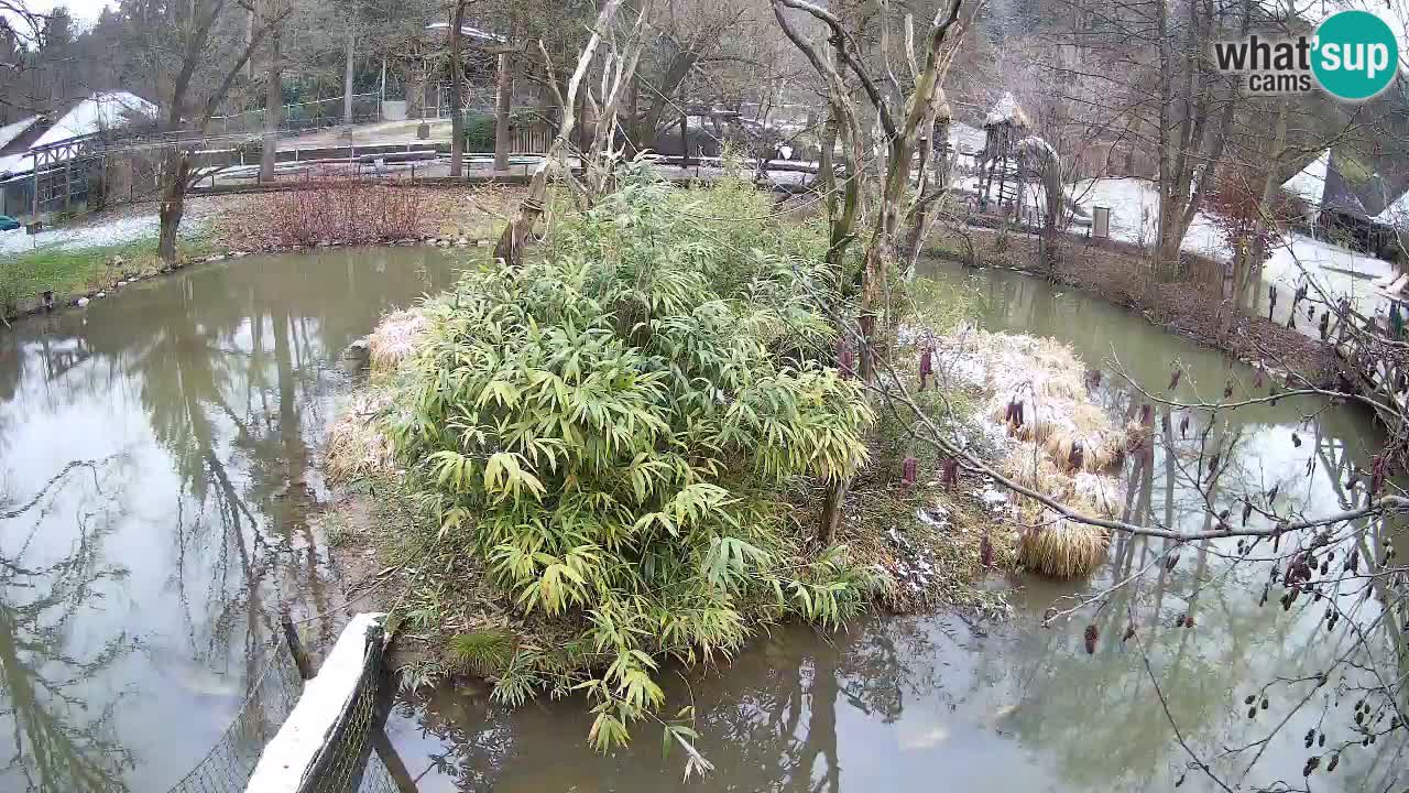 Gibon – Nomascus gabriellae – Zoo Ljubljana web kamera