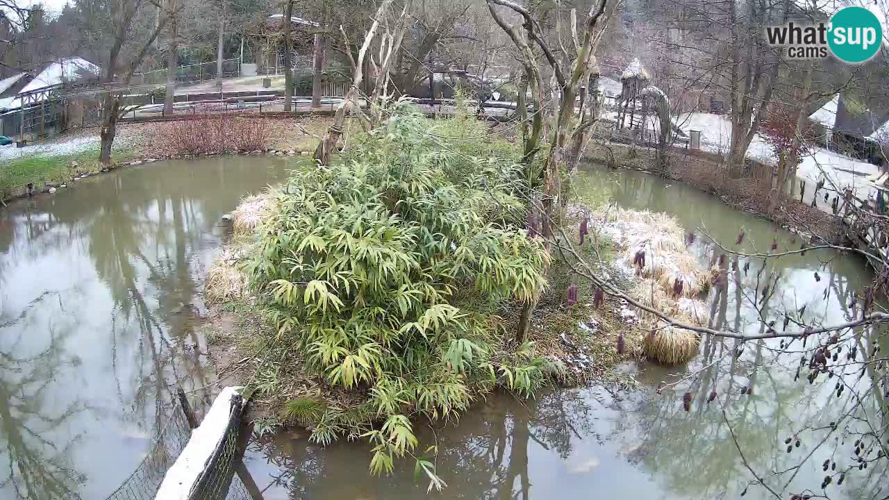 Südlicher Gelbwangen-Schopfgibbon Zoo Ljubljana webcam