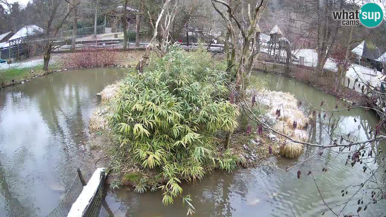 Yellow-cheeked gibbon Zoo Ljubljana livecam