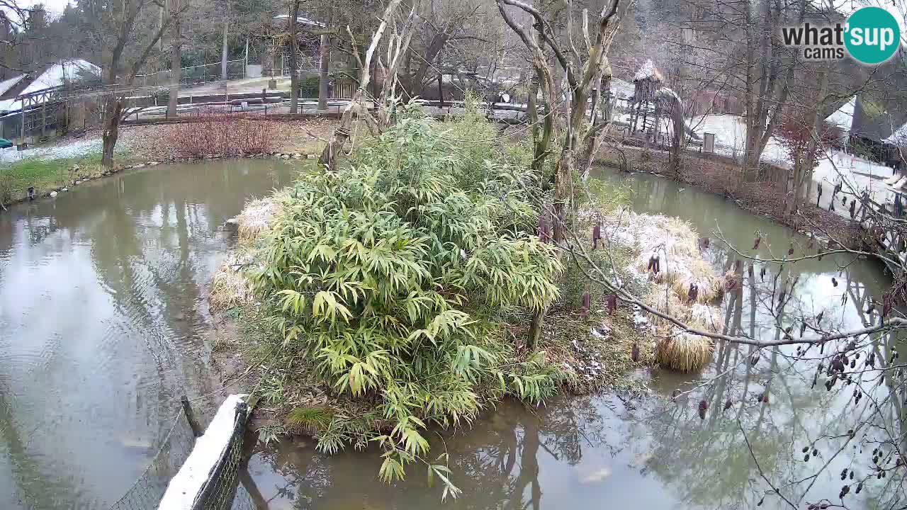 Gibon – Nomascus gabriellae – Zoo Ljubljana web kamera