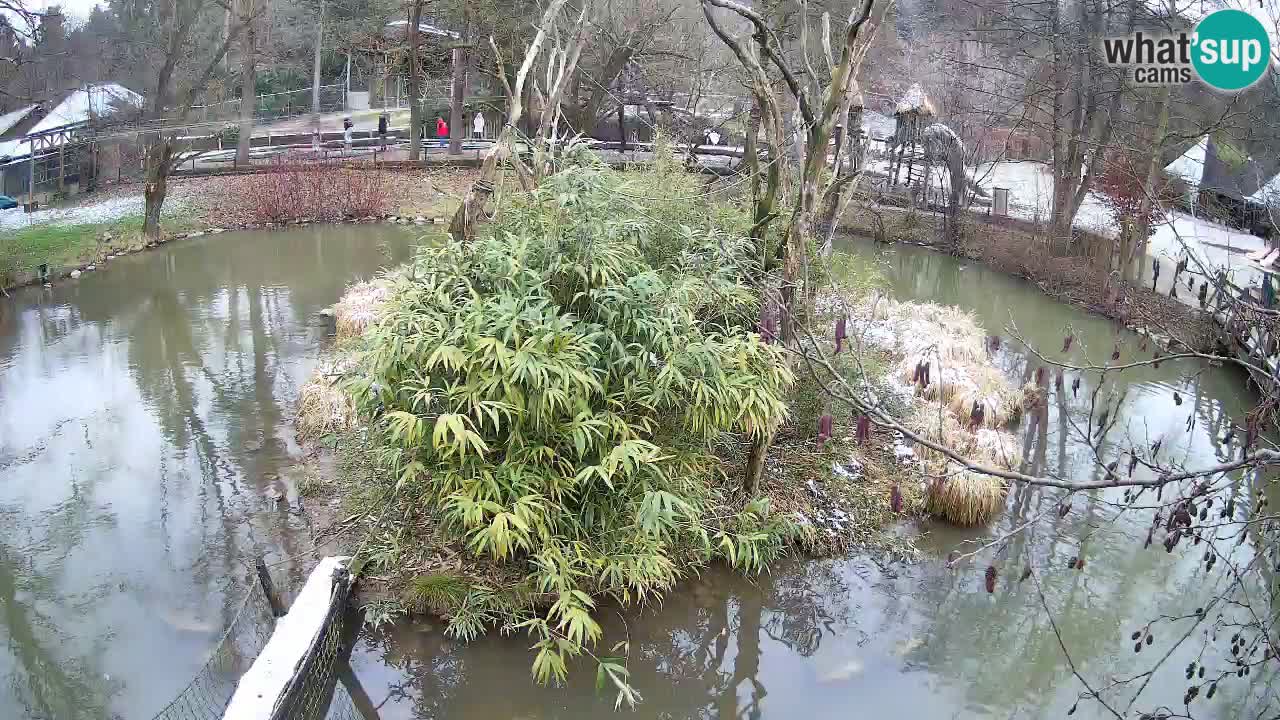 Gibbon à joues jaunes Zoo Ljubljana live cam