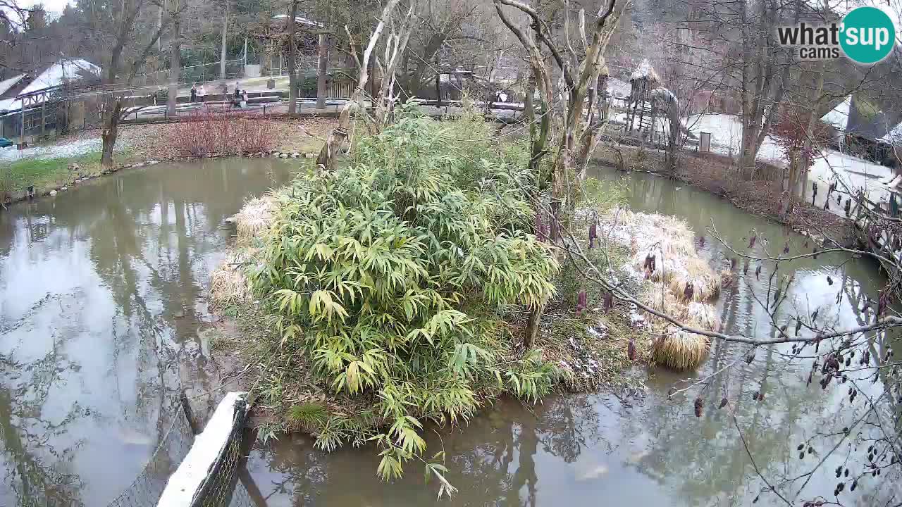 Gibon – Nomascus gabriellae – Zoo Ljubljana web kamera