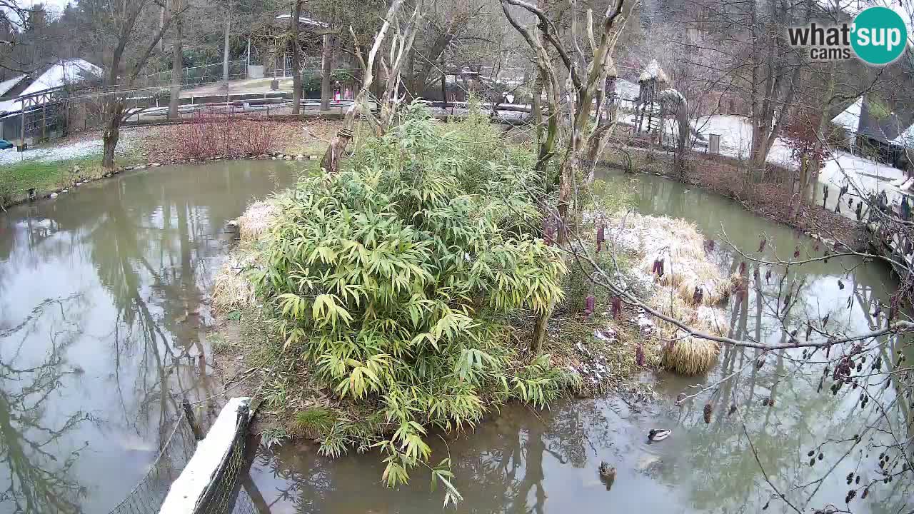 Yellow-cheeked gibbon Zoo Ljubljana livecam