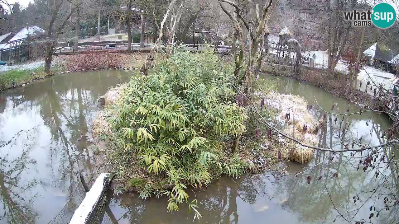 Gibbone dalle guance rosa nello ZOO di Ljubljana