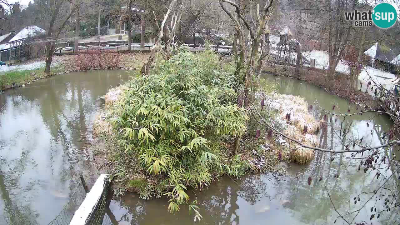 Gibbon à joues jaunes Zoo Ljubljana live cam