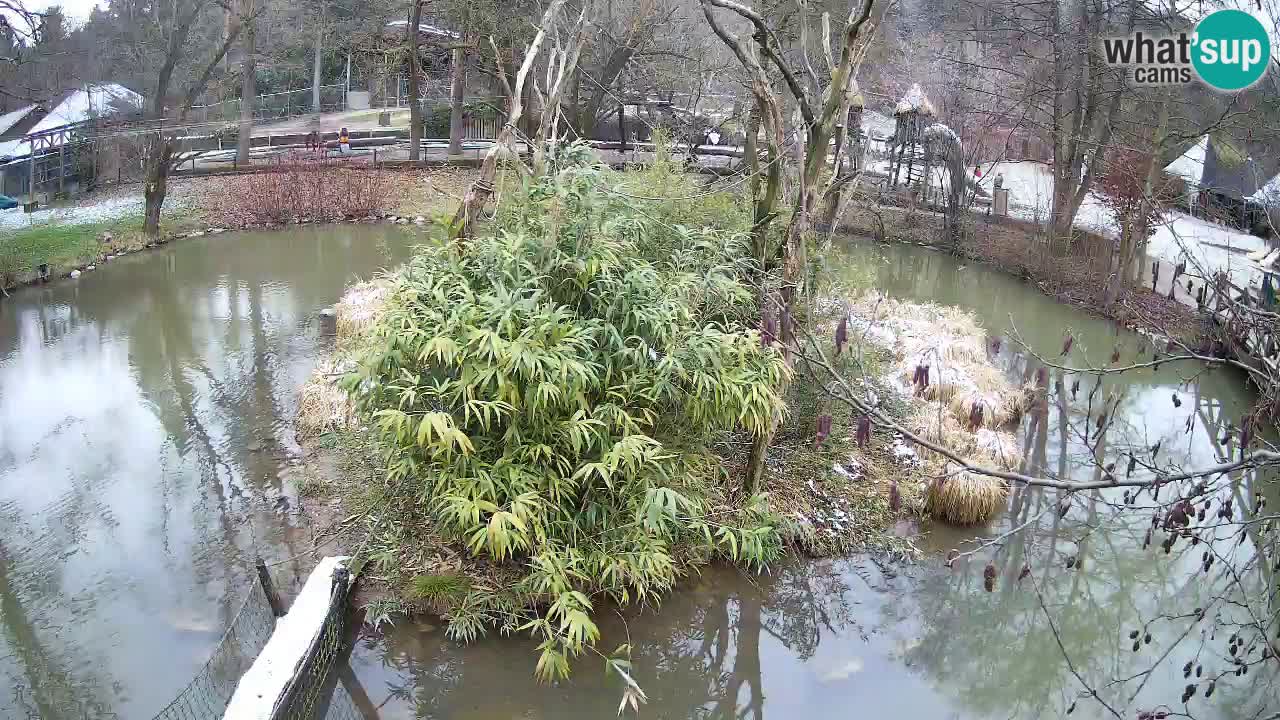 Gibbon à joues jaunes Zoo Ljubljana live cam