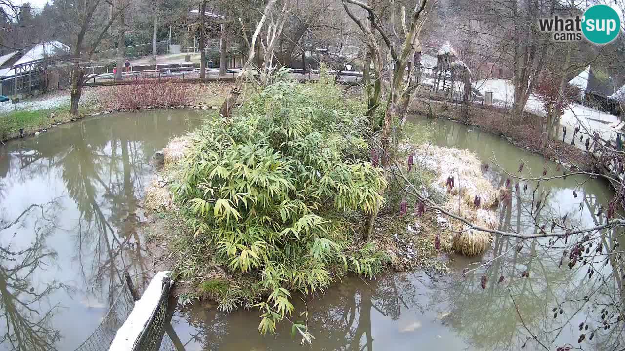 Gibon – Nomascus gabriellae – Zoo Ljubljana web kamera