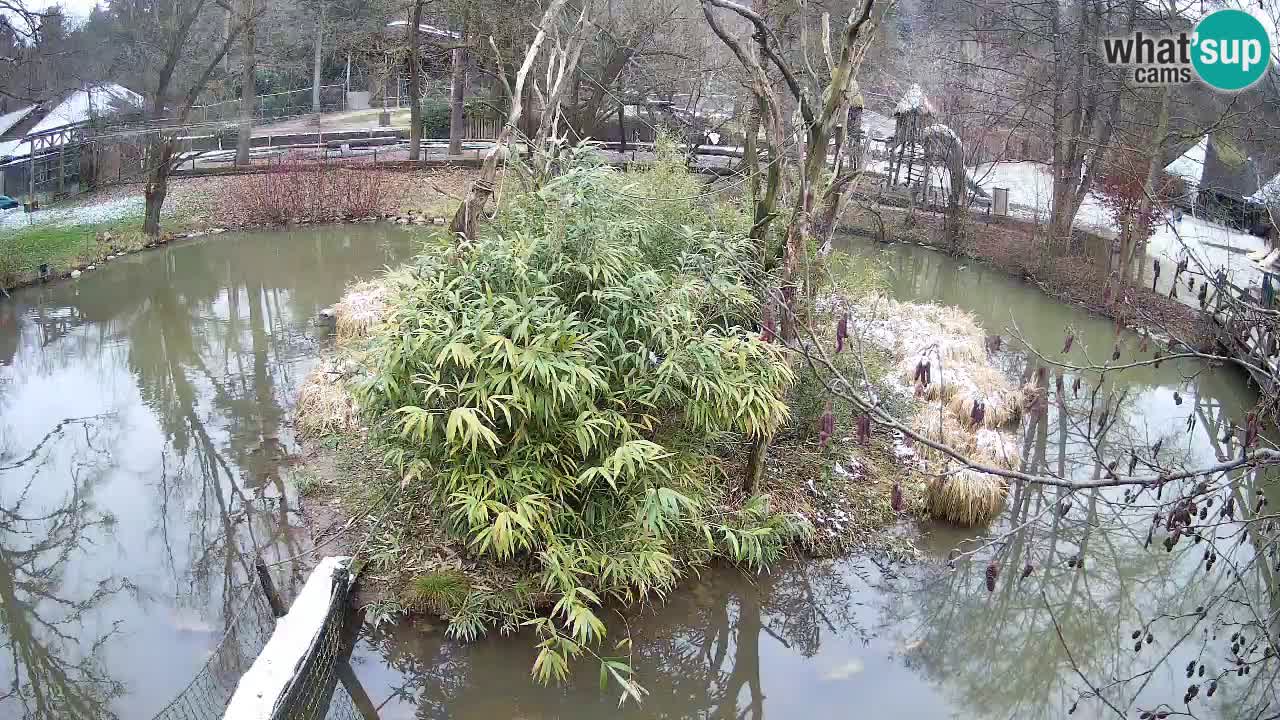 Gibbone dalle guance rosa nello ZOO di Ljubljana