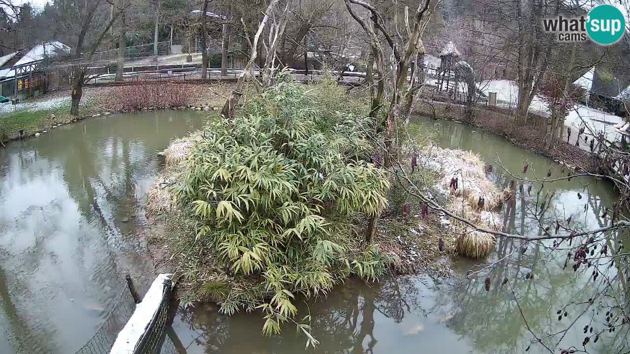 Gibbon à joues jaunes Zoo Ljubljana live cam