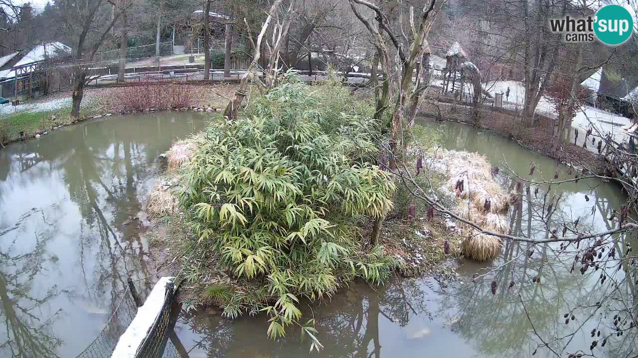 Südlicher Gelbwangen-Schopfgibbon Zoo Ljubljana webcam