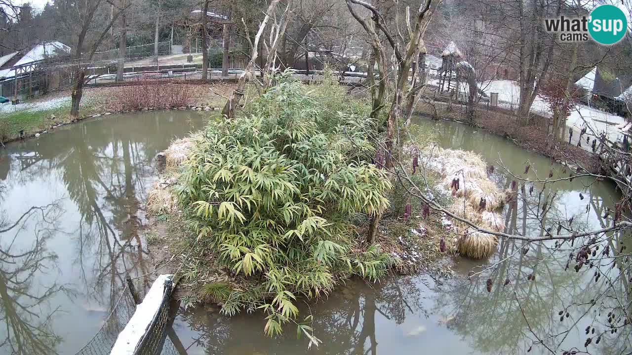 Yellow-cheeked gibbon Zoo Ljubljana livecam