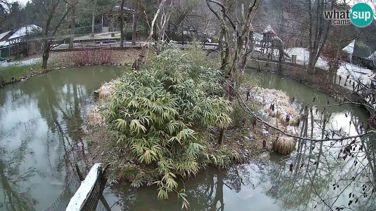 Yellow-cheeked gibbon Zoo Ljubljana livecam