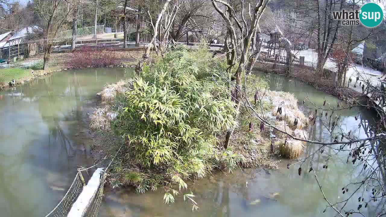 Südlicher Gelbwangen-Schopfgibbon Zoo Ljubljana webcam