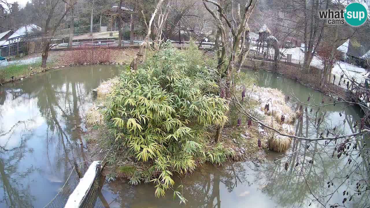 Gibon – Nomascus gabriellae – Zoo Ljubljana web kamera