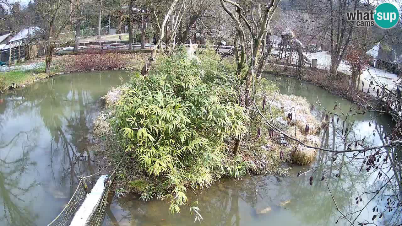 Yellow-cheeked gibbon Zoo Ljubljana livecam