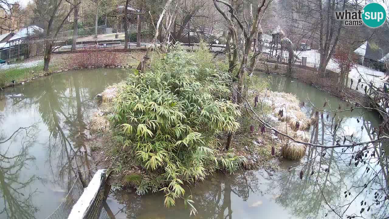 Gibon – Nomascus gabriellae – Zoo Ljubljana web kamera