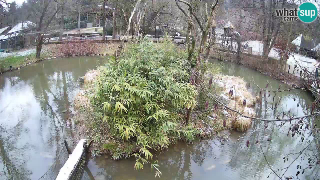 Gibbon à joues jaunes Zoo Ljubljana live cam