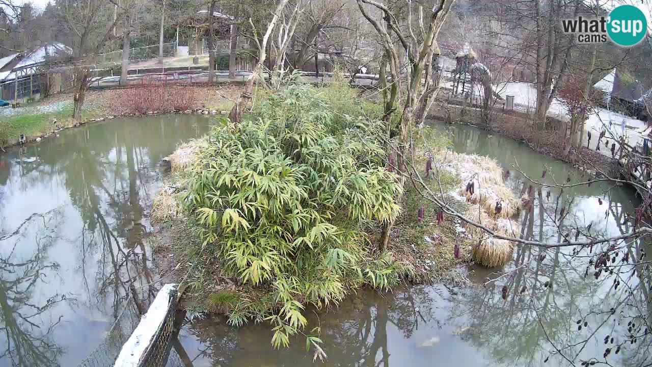 Südlicher Gelbwangen-Schopfgibbon Zoo Ljubljana webcam