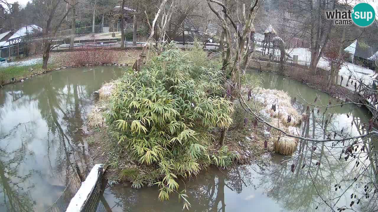 Südlicher Gelbwangen-Schopfgibbon Zoo Ljubljana webcam