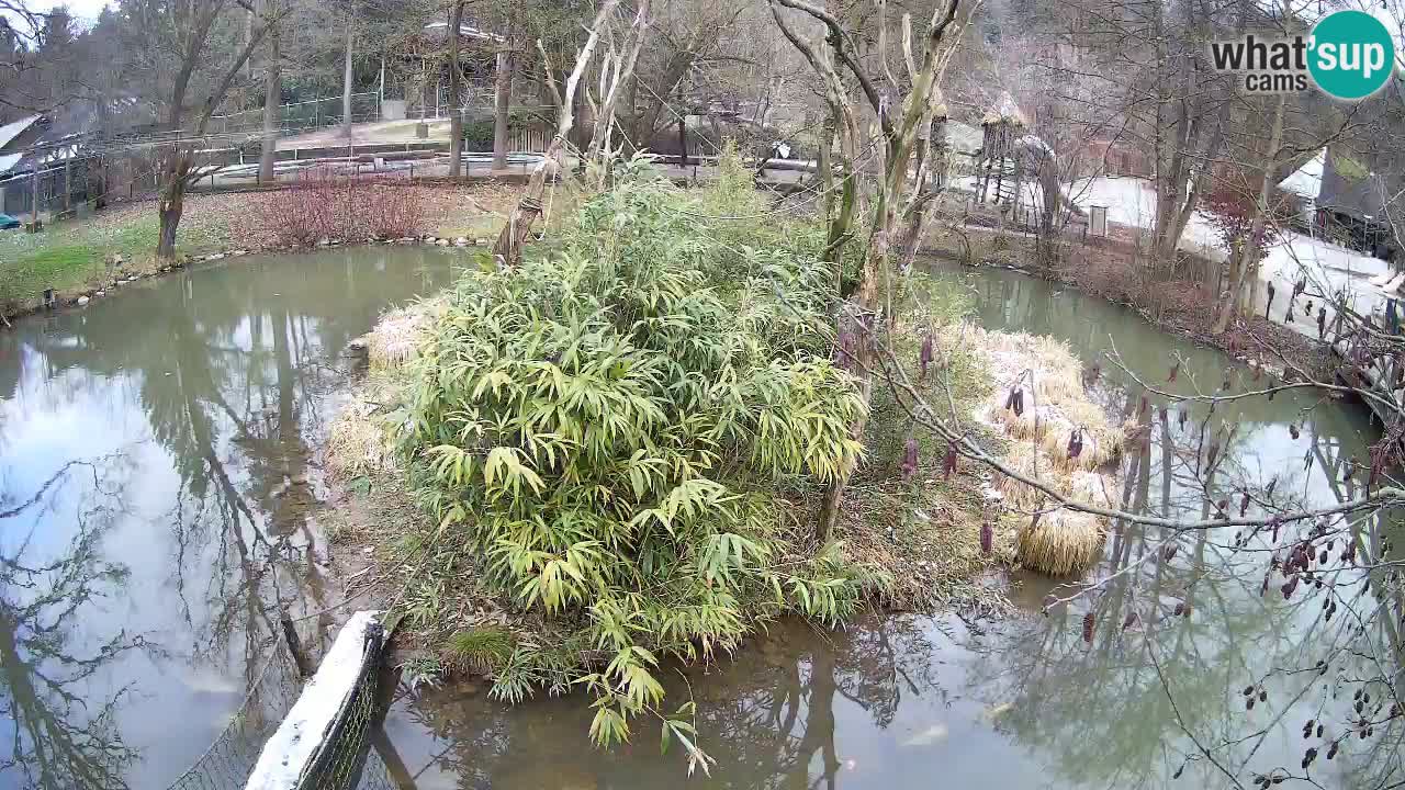 Yellow-cheeked gibbon Zoo Ljubljana livecam