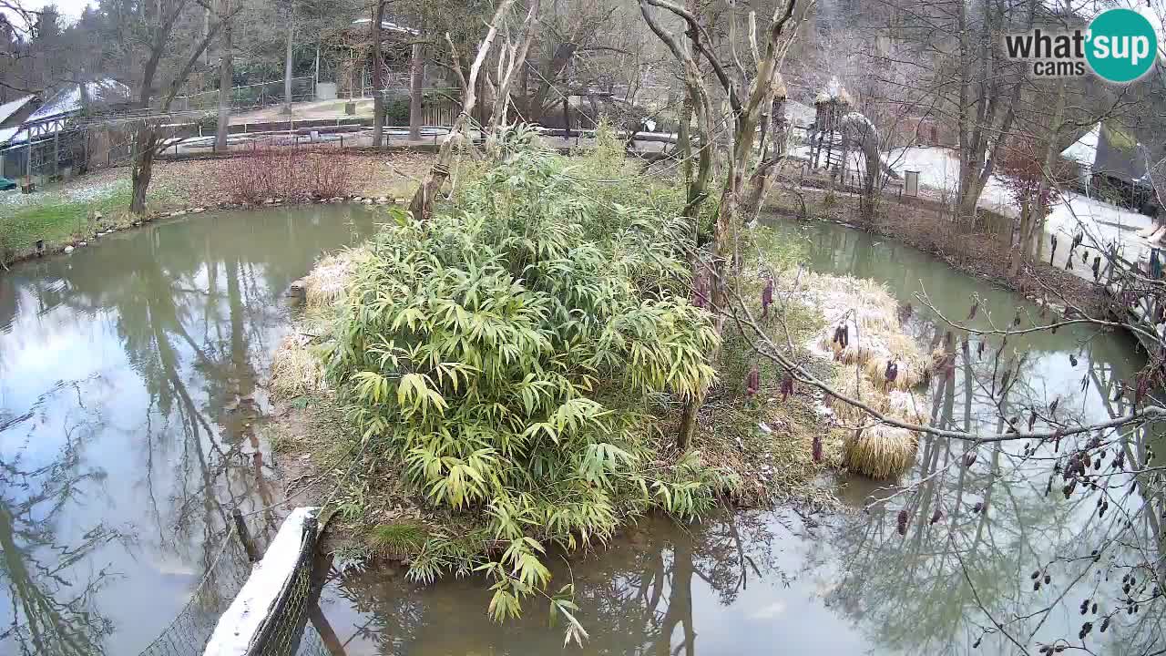 Gibbon à joues jaunes Zoo Ljubljana live cam