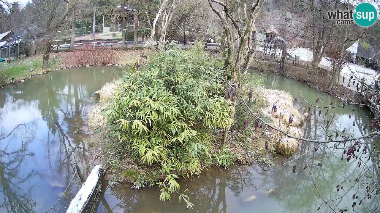 Südlicher Gelbwangen-Schopfgibbon Zoo Ljubljana webcam