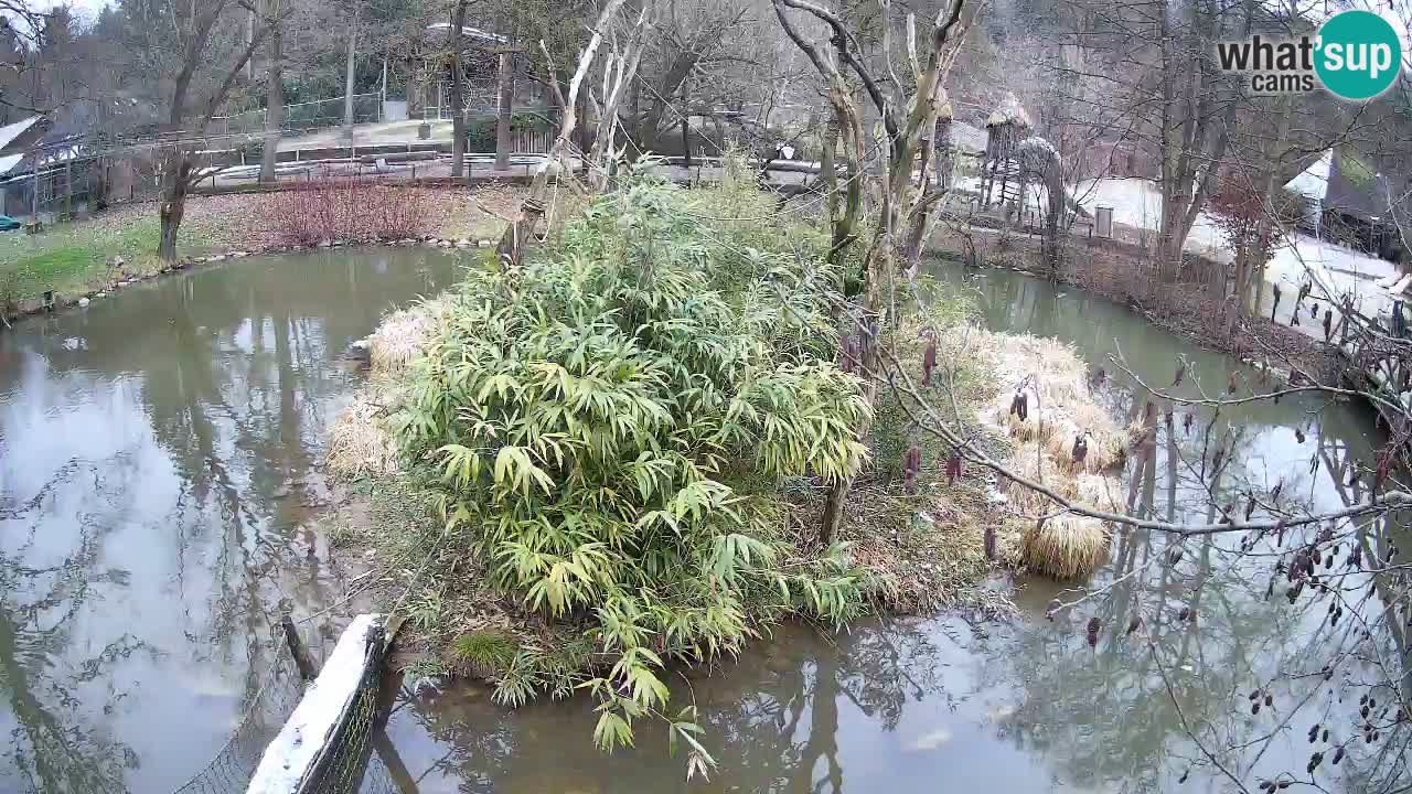 Yellow-cheeked gibbon Zoo Ljubljana livecam