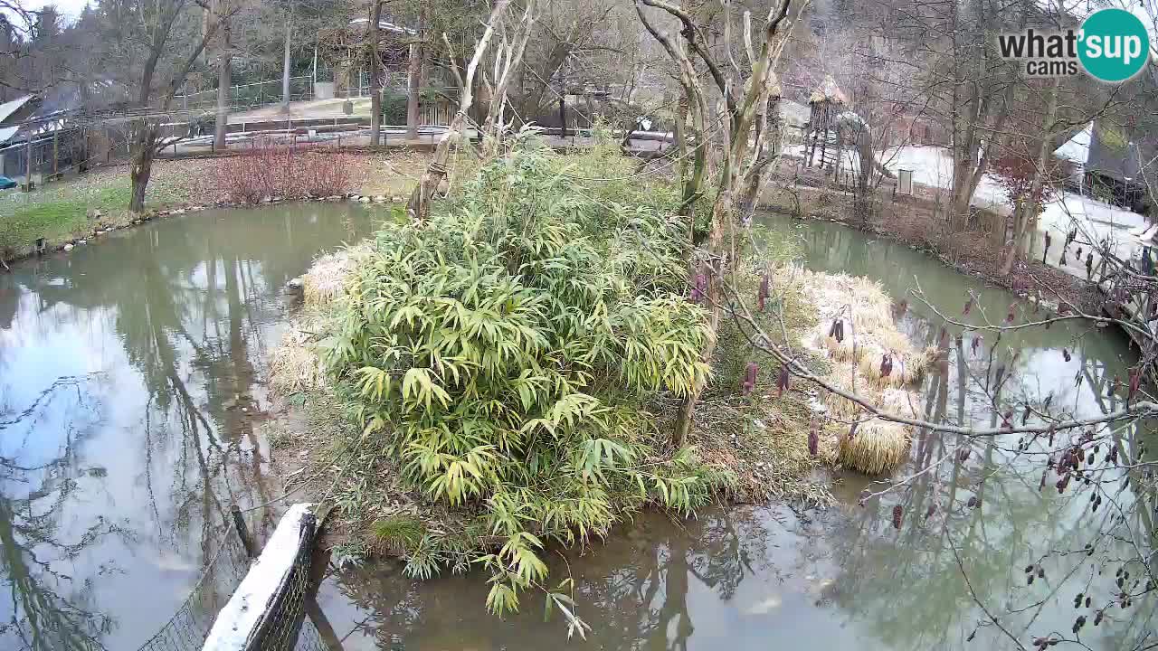 Gibbon à joues jaunes Zoo Ljubljana live cam