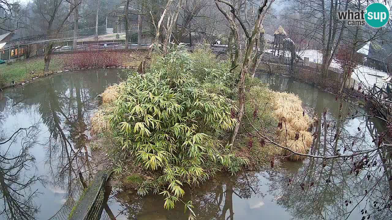 Yellow-cheeked gibbon Zoo Ljubljana livecam