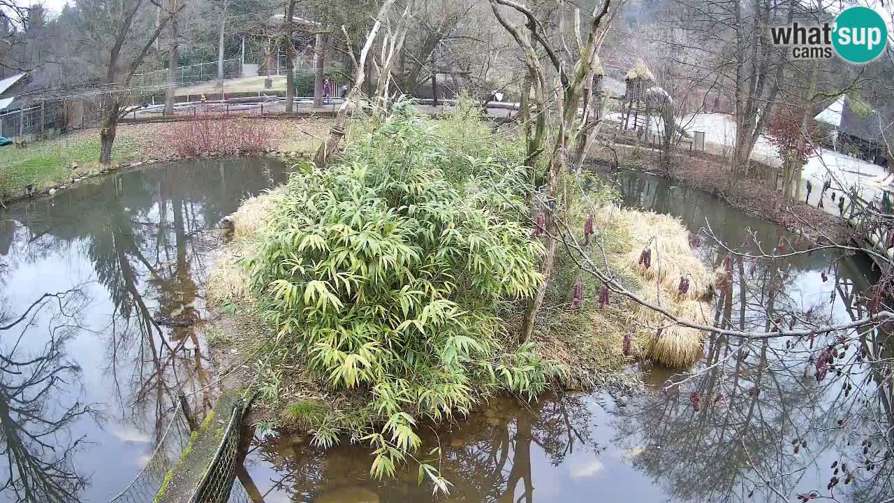 Yellow-cheeked gibbon Zoo Ljubljana livecam