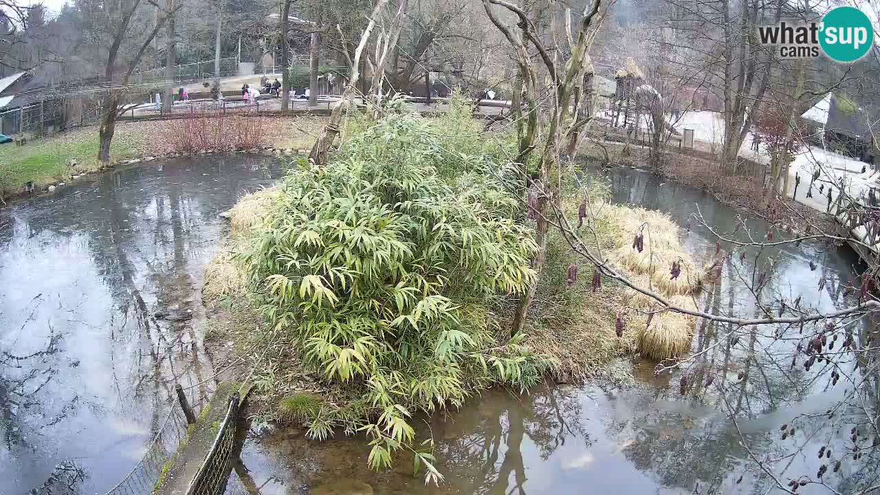 Gibbon à joues jaunes Zoo Ljubljana live cam