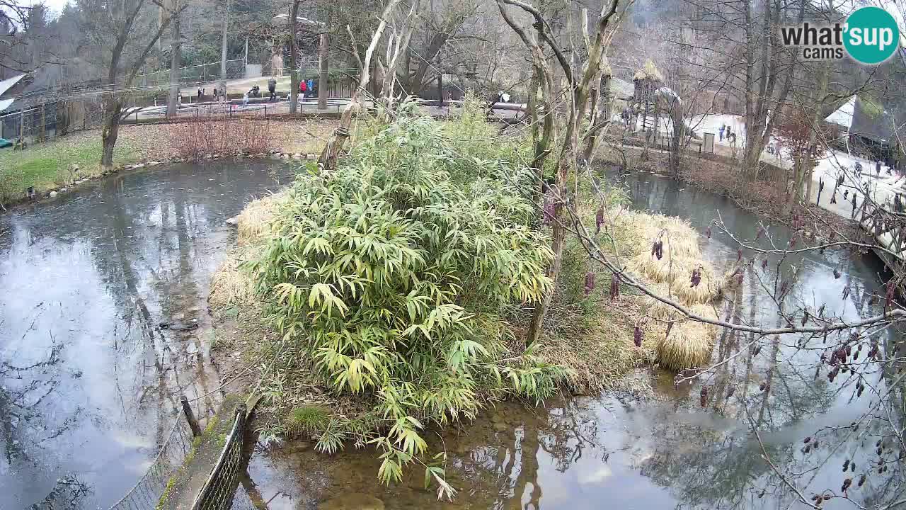 Yellow-cheeked gibbon Zoo Ljubljana livecam