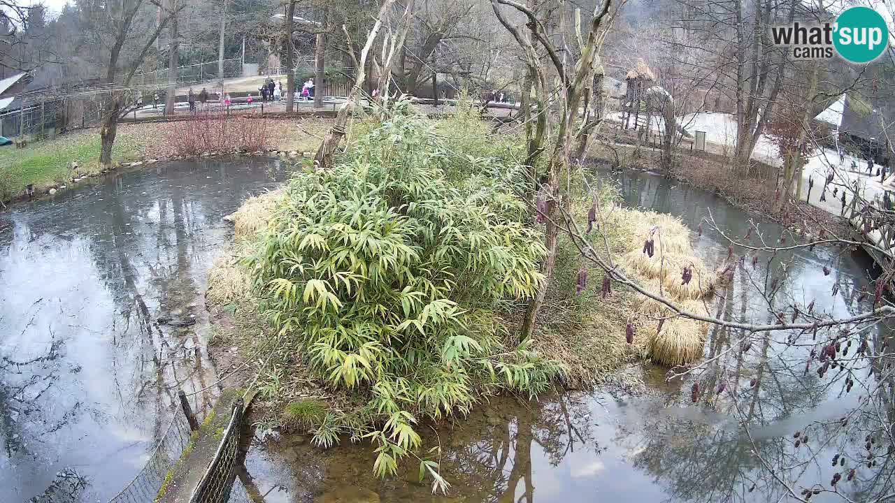 Yellow-cheeked gibbon Zoo Ljubljana livecam