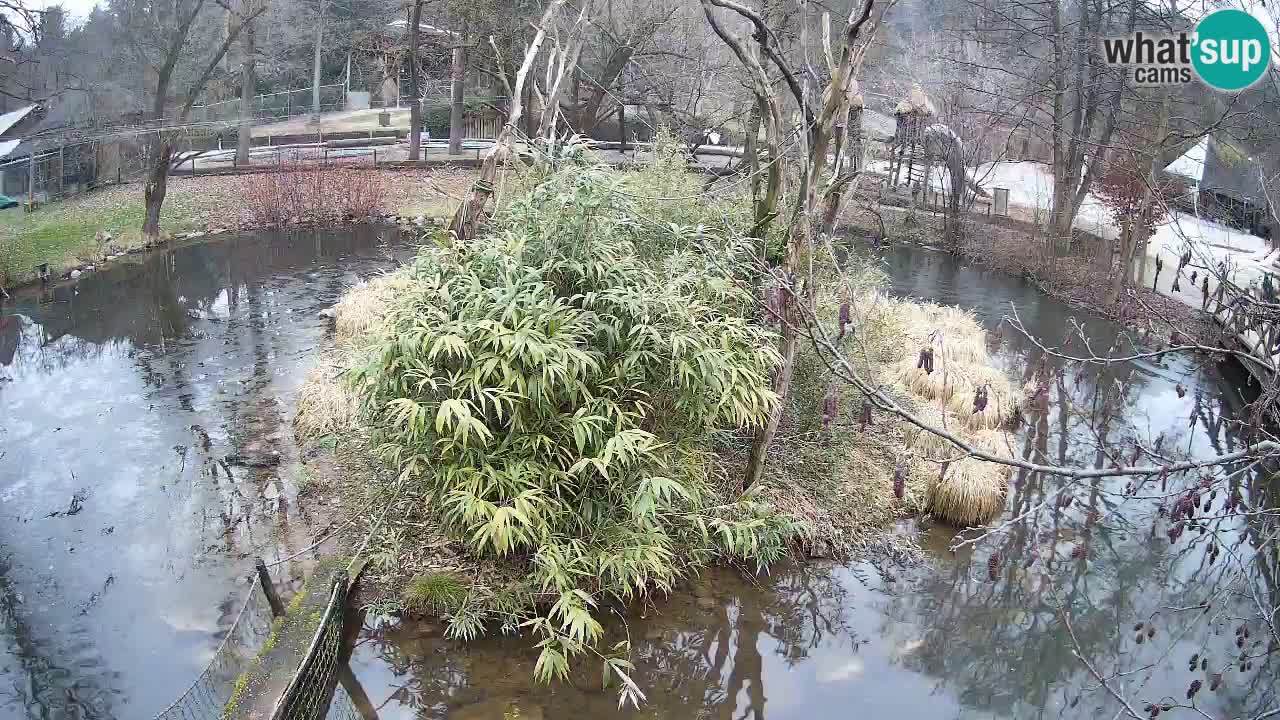 Südlicher Gelbwangen-Schopfgibbon Zoo Ljubljana webcam