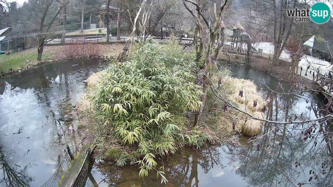 Südlicher Gelbwangen-Schopfgibbon Zoo Ljubljana webcam