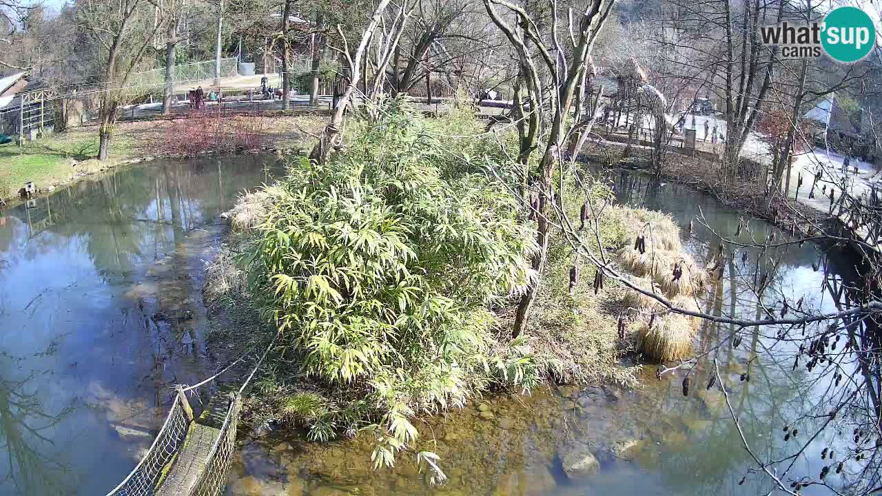 Südlicher Gelbwangen-Schopfgibbon Zoo Ljubljana webcam