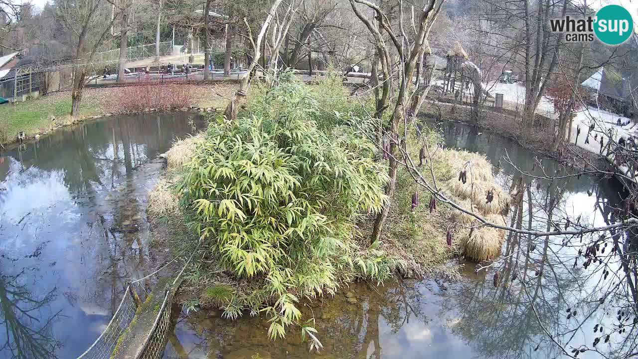 Gibon – Nomascus gabriellae – Zoo Ljubljana web kamera