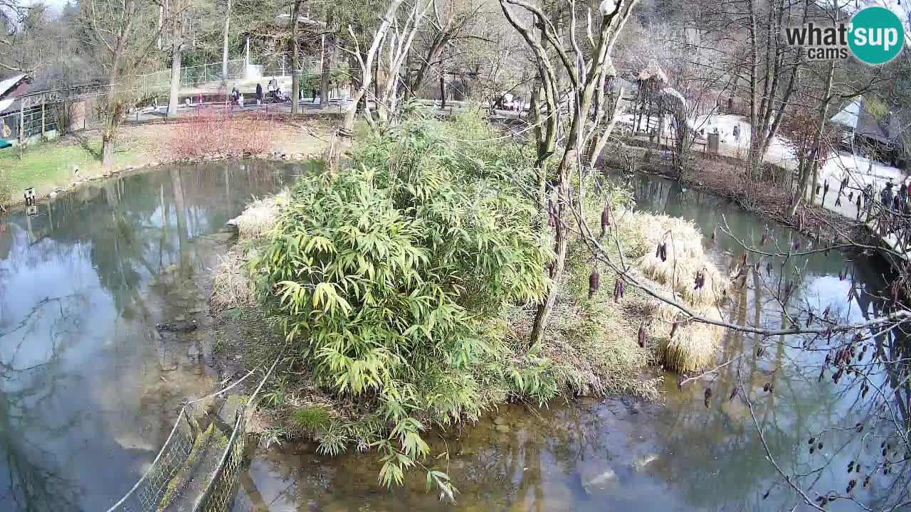 Gibbon à joues jaunes Zoo Ljubljana live cam