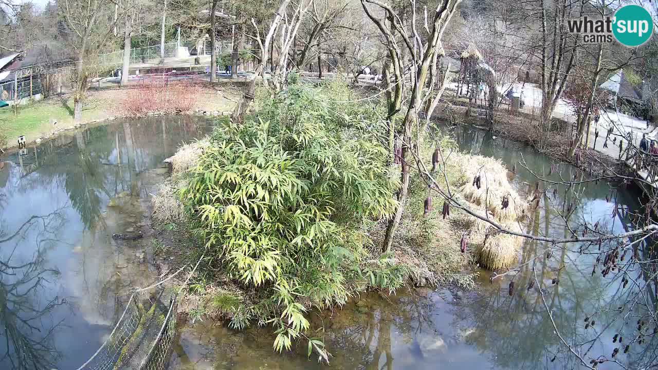 Yellow-cheeked gibbon Zoo Ljubljana livecam