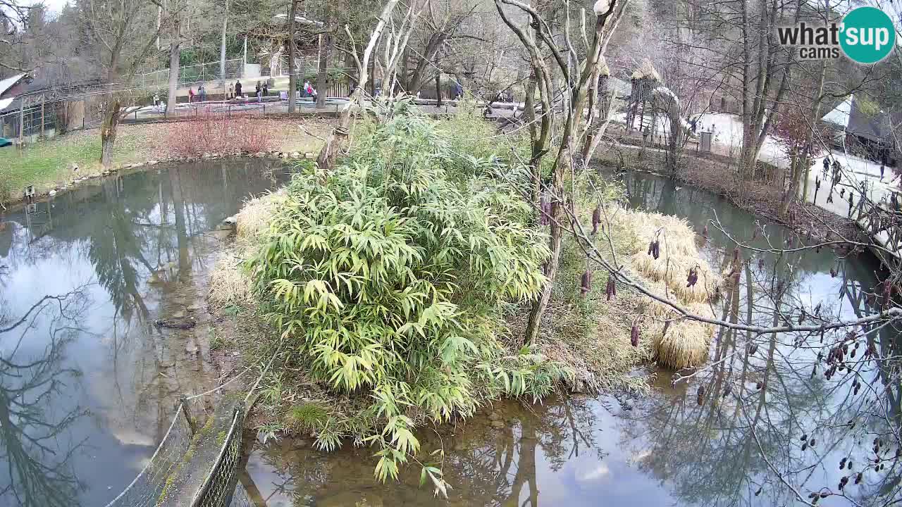 Südlicher Gelbwangen-Schopfgibbon Zoo Ljubljana webcam