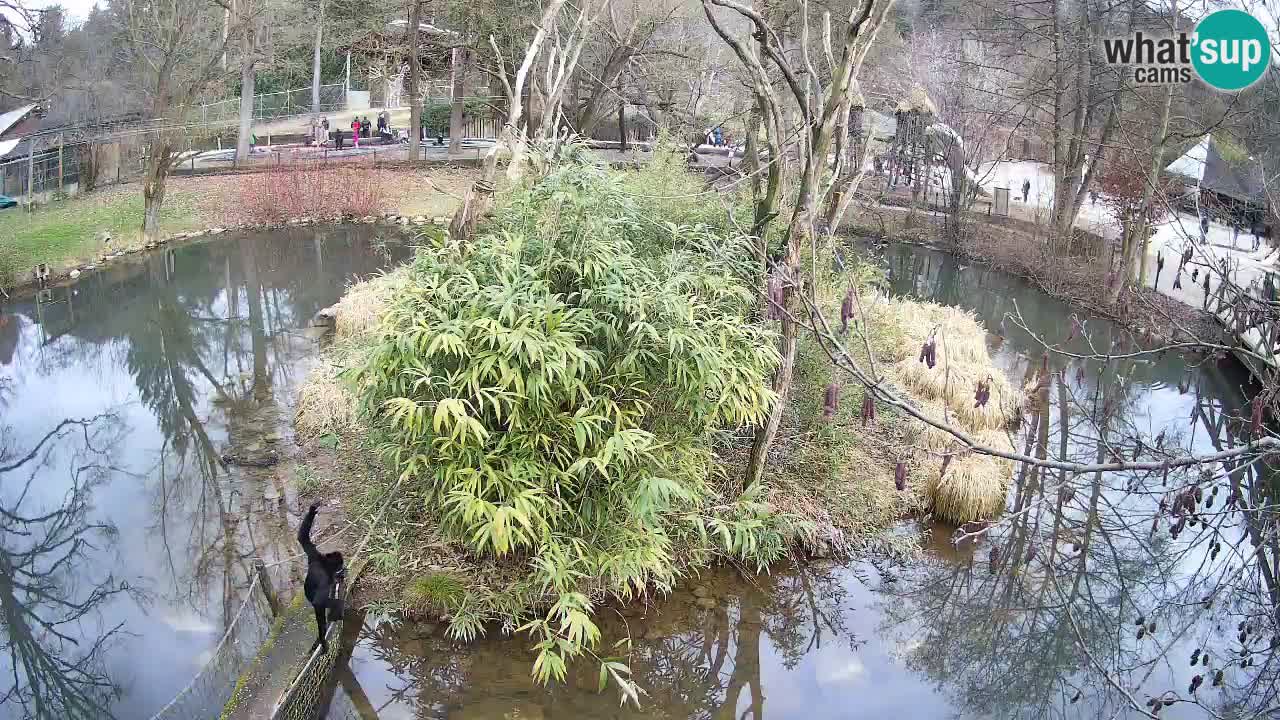 Yellow-cheeked gibbon Zoo Ljubljana livecam