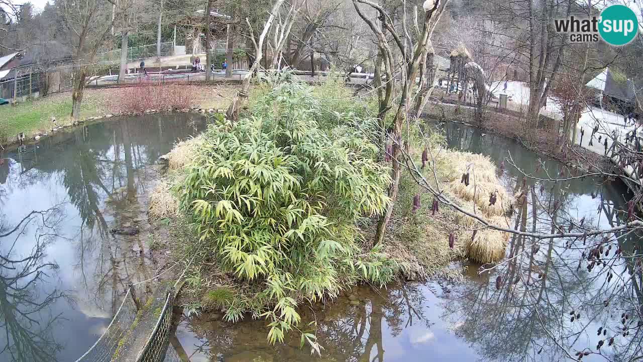 Yellow-cheeked gibbon Zoo Ljubljana livecam