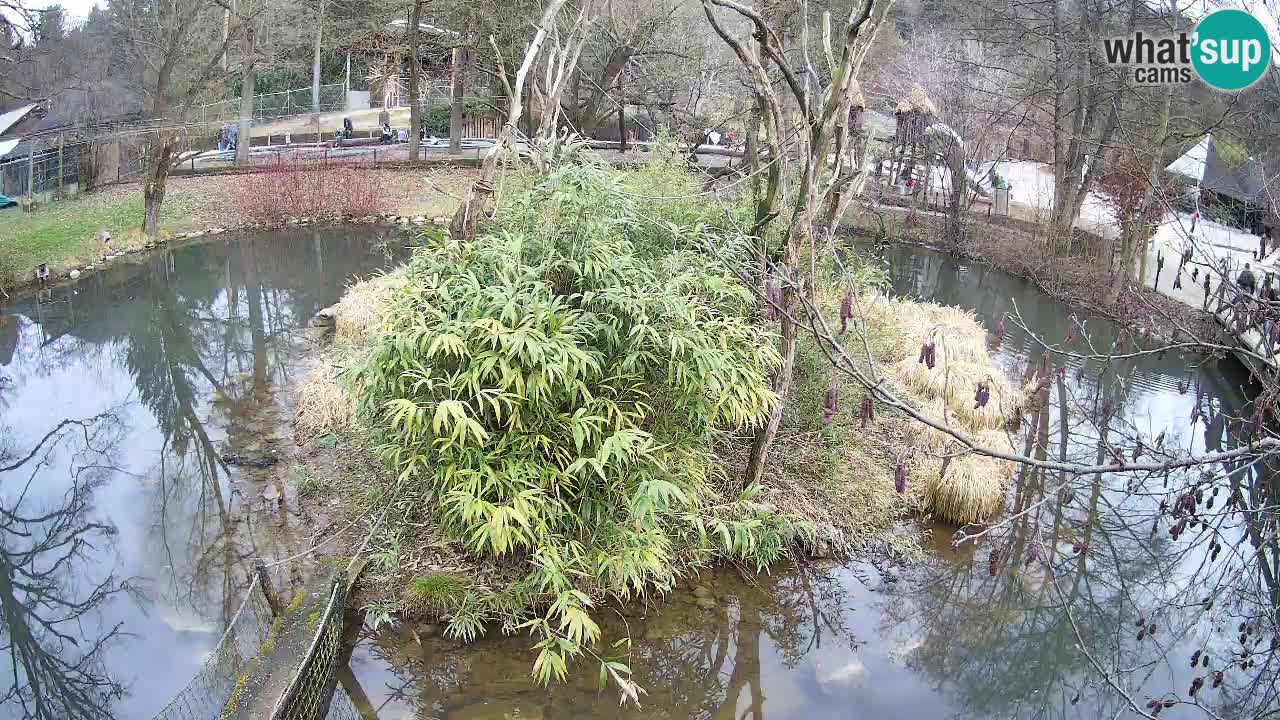 Yellow-cheeked gibbon Zoo Ljubljana livecam