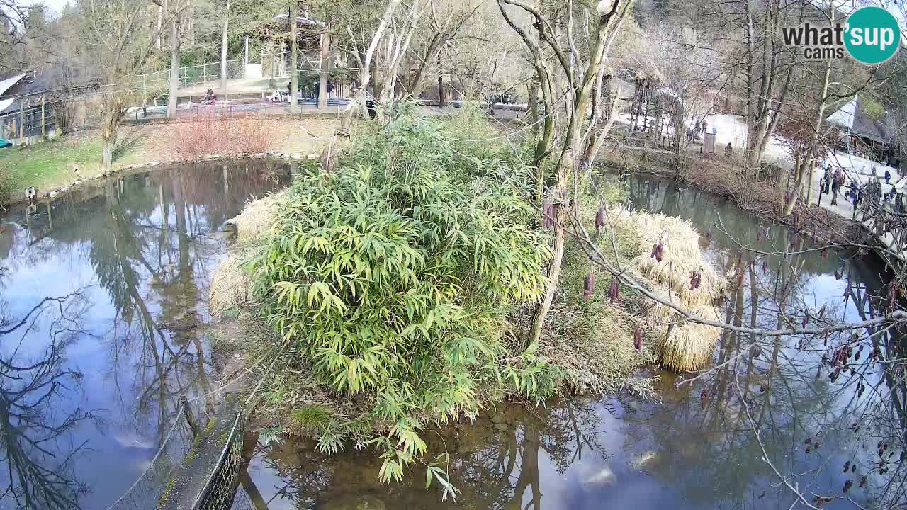 Gibbon à joues jaunes Zoo Ljubljana live cam