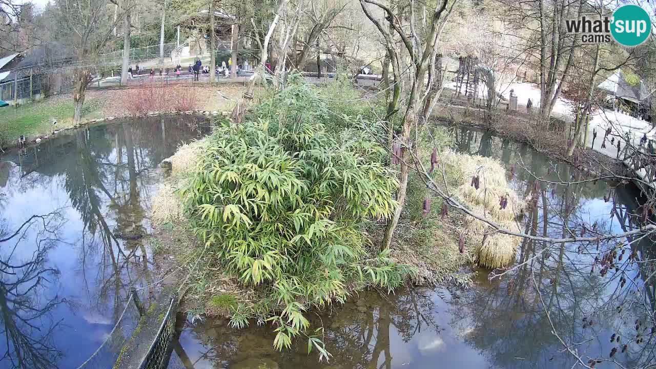 Gibbon à joues jaunes Zoo Ljubljana live cam