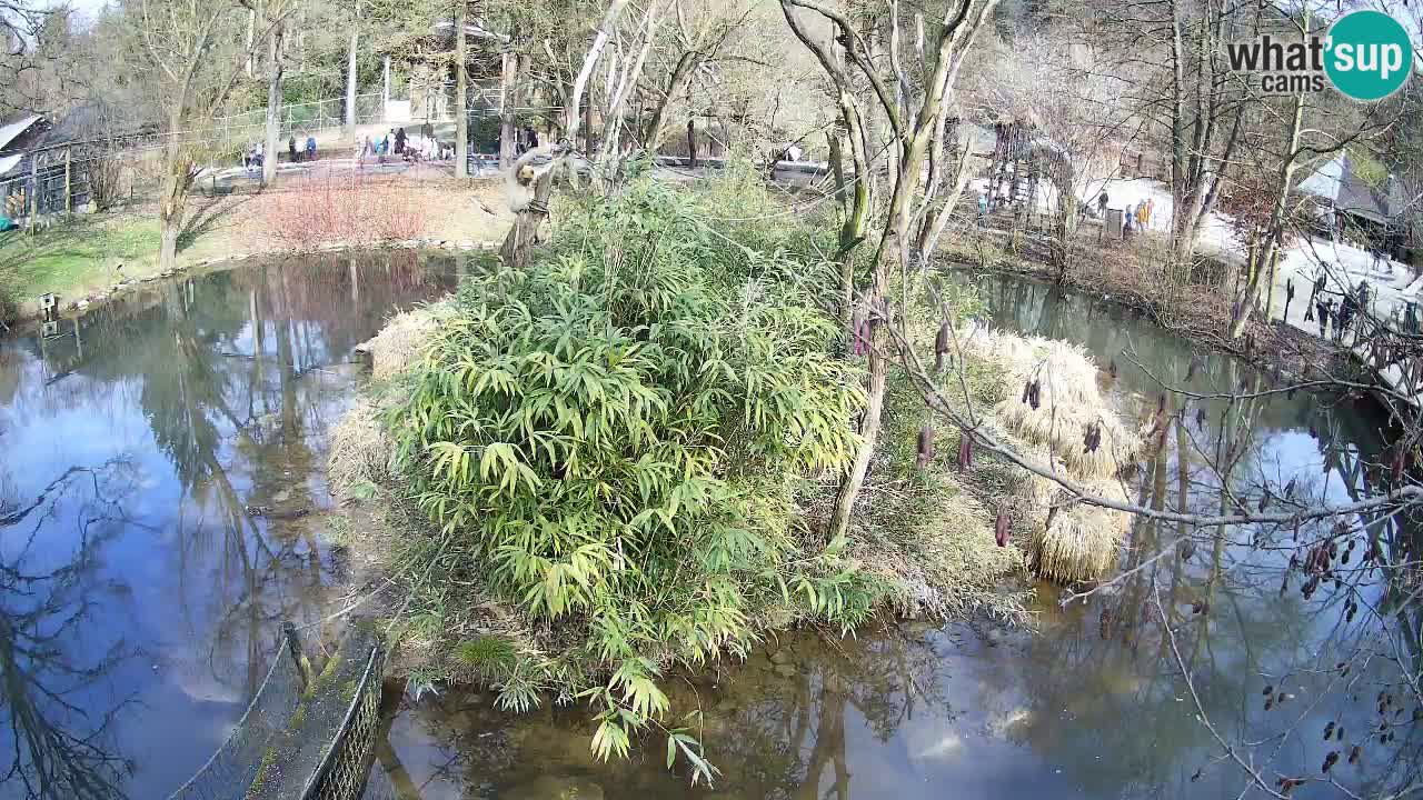 Südlicher Gelbwangen-Schopfgibbon Zoo Ljubljana webcam