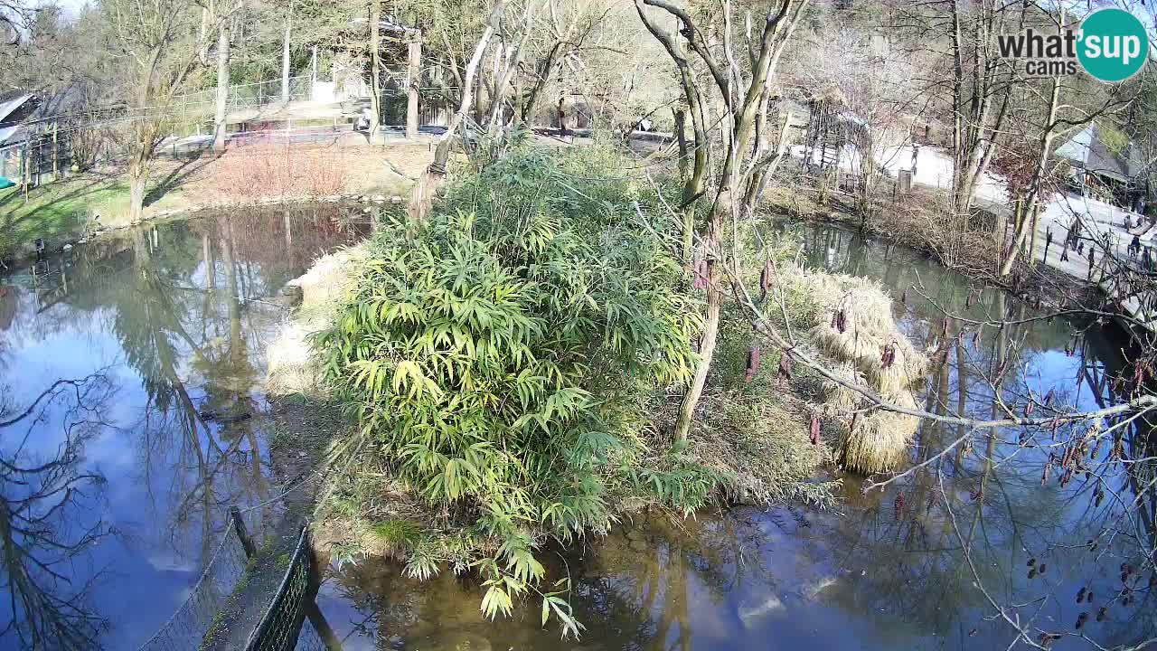 Gibbon à joues jaunes Zoo Ljubljana live cam